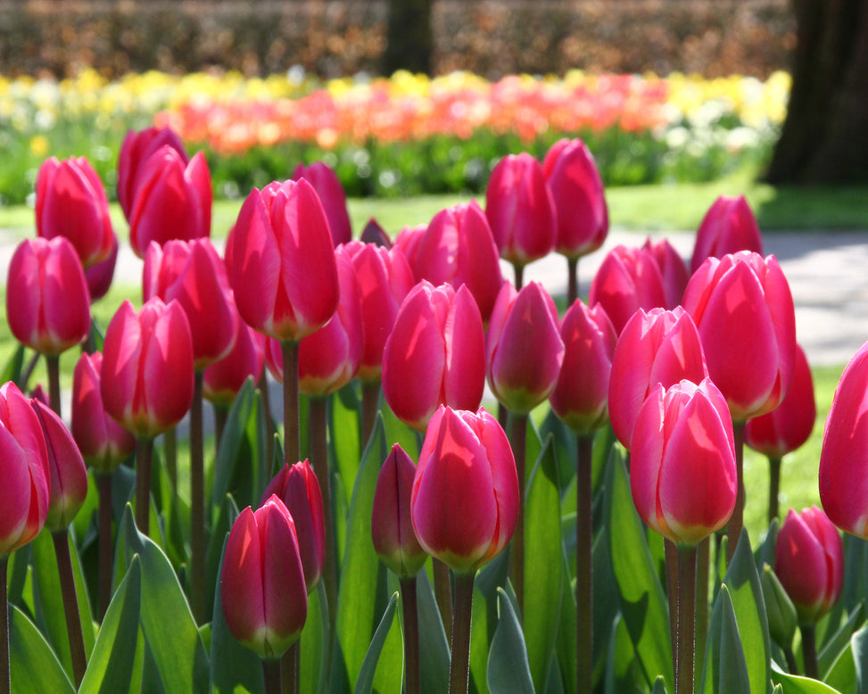 Tulip 'Rosy Delight'
