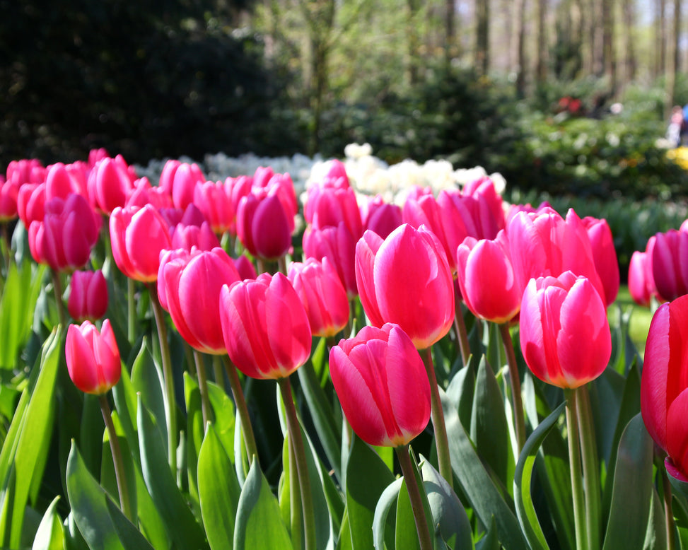 Tulip 'Rosy Delight'