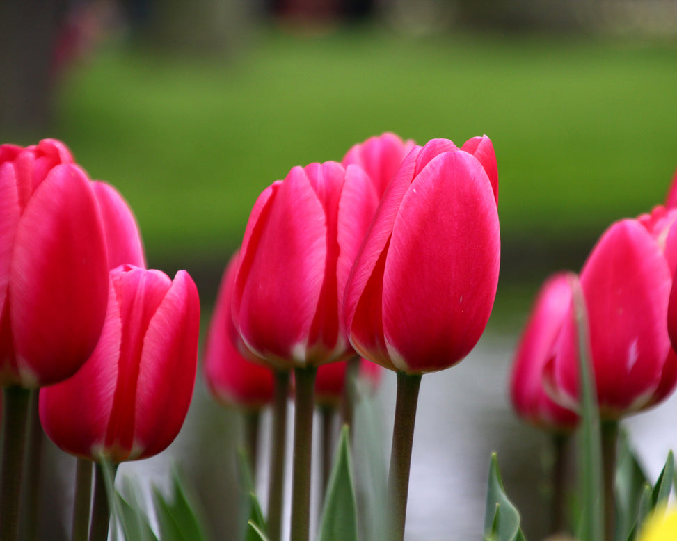 Tulip 'Rosy Delight'