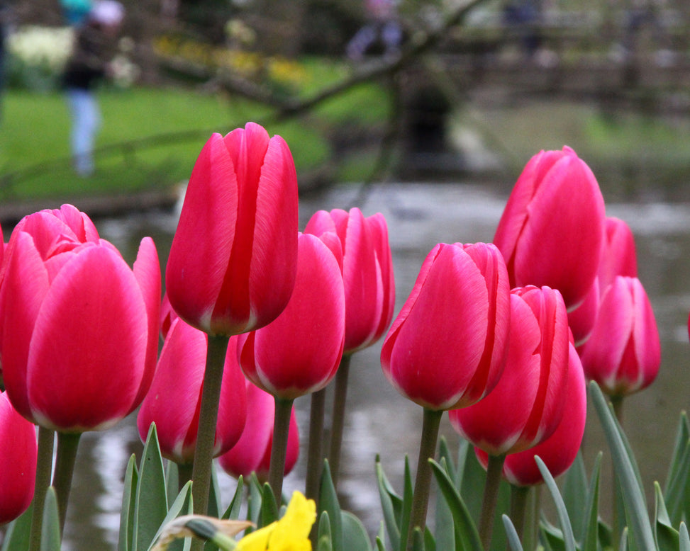 Tulip 'Rosy Delight'