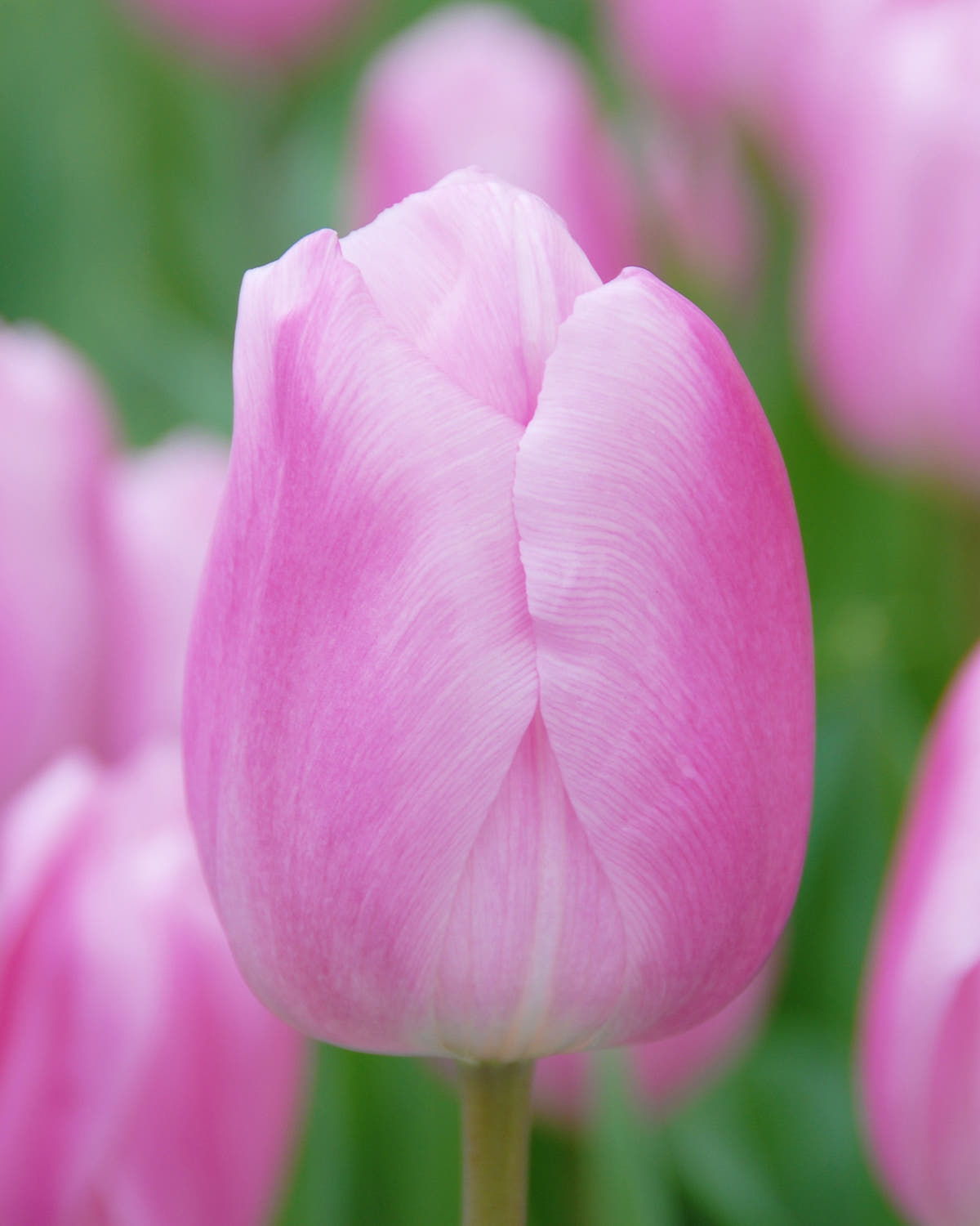 Flower BulbsSaint Petersburg Bulbs UK - 1