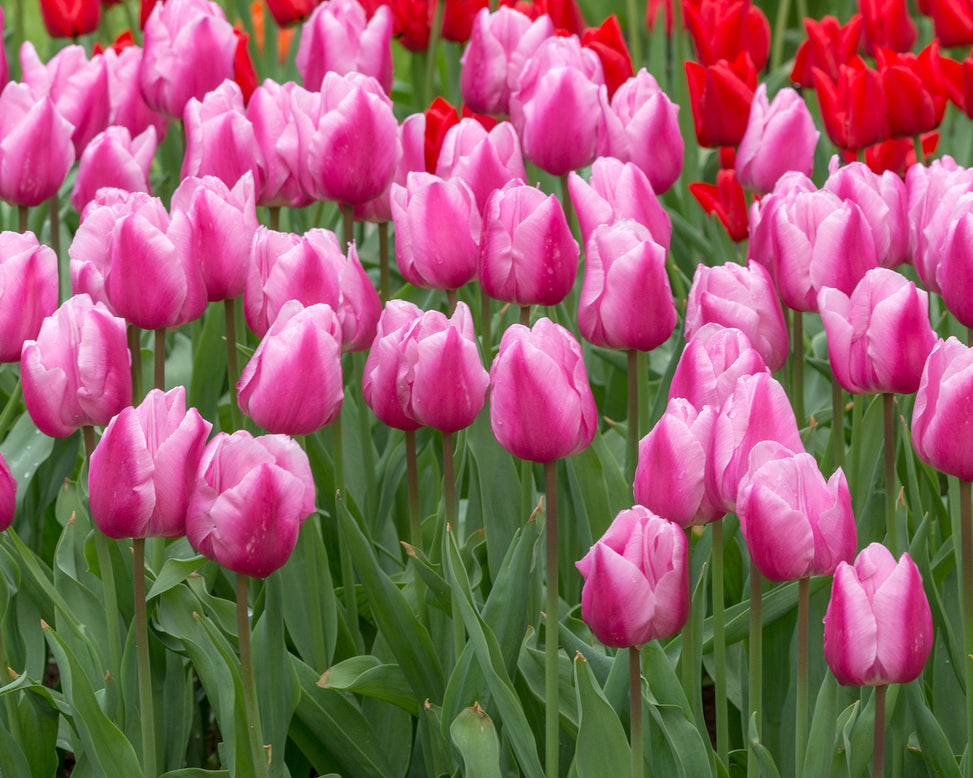 Flower BulbsSaint Petersburg Bulbs UK - 3