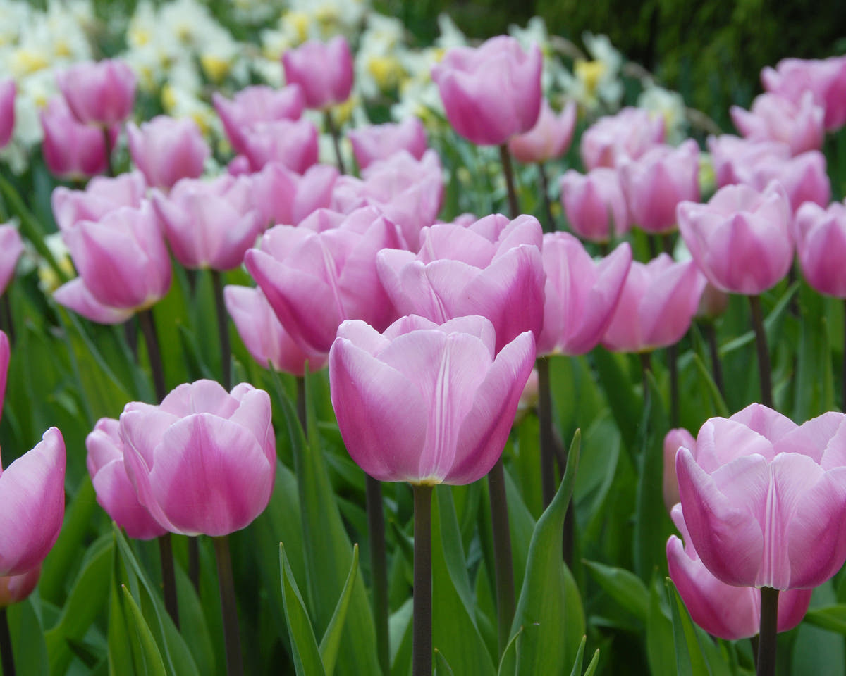 Flower BulbsSaint Petersburg Bulbs UK - 2