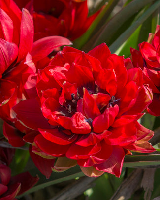 Tulip 'Samantha'