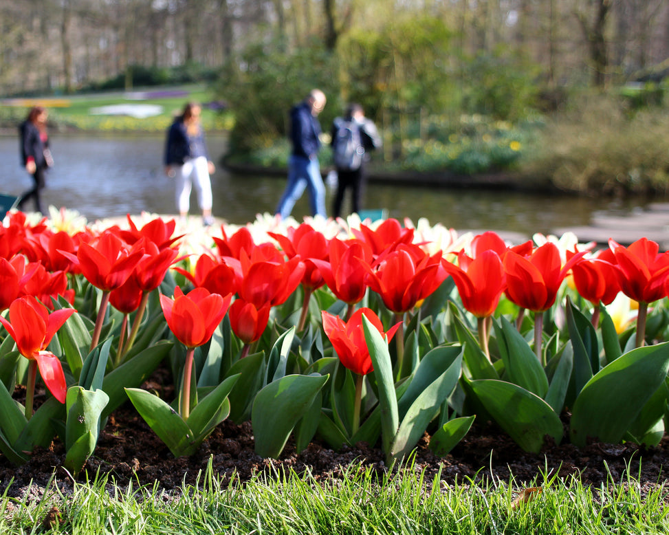 Tulip 'Showwinner'