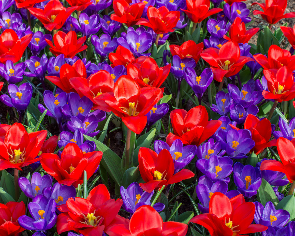 Flower BulbsShowwinner Bulbs UK - 4