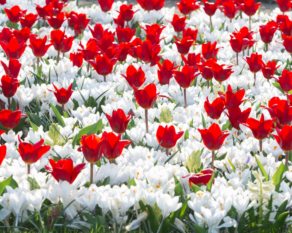 Flower BulbsShowwinner Bulbs UK - 2