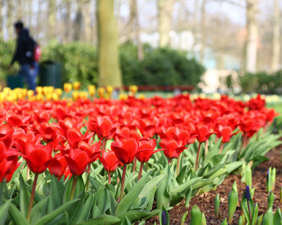Tulip 'Showwinner'