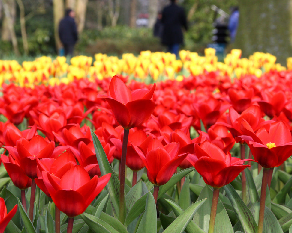 Tulip 'Showwinner'