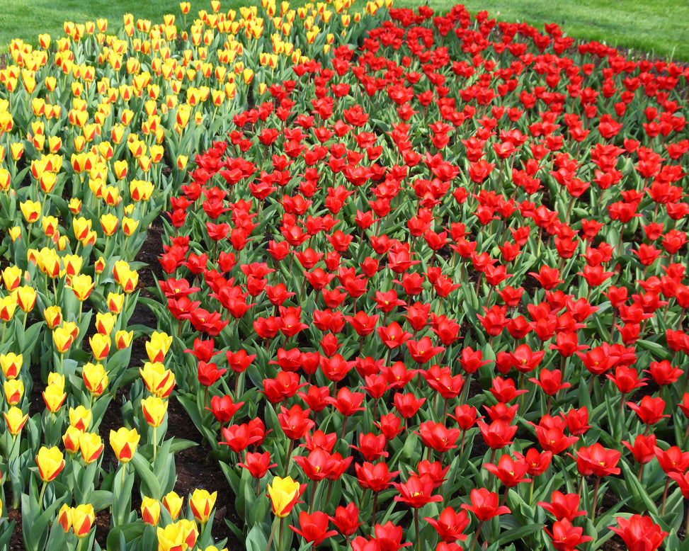 Tulip 'Showwinner'