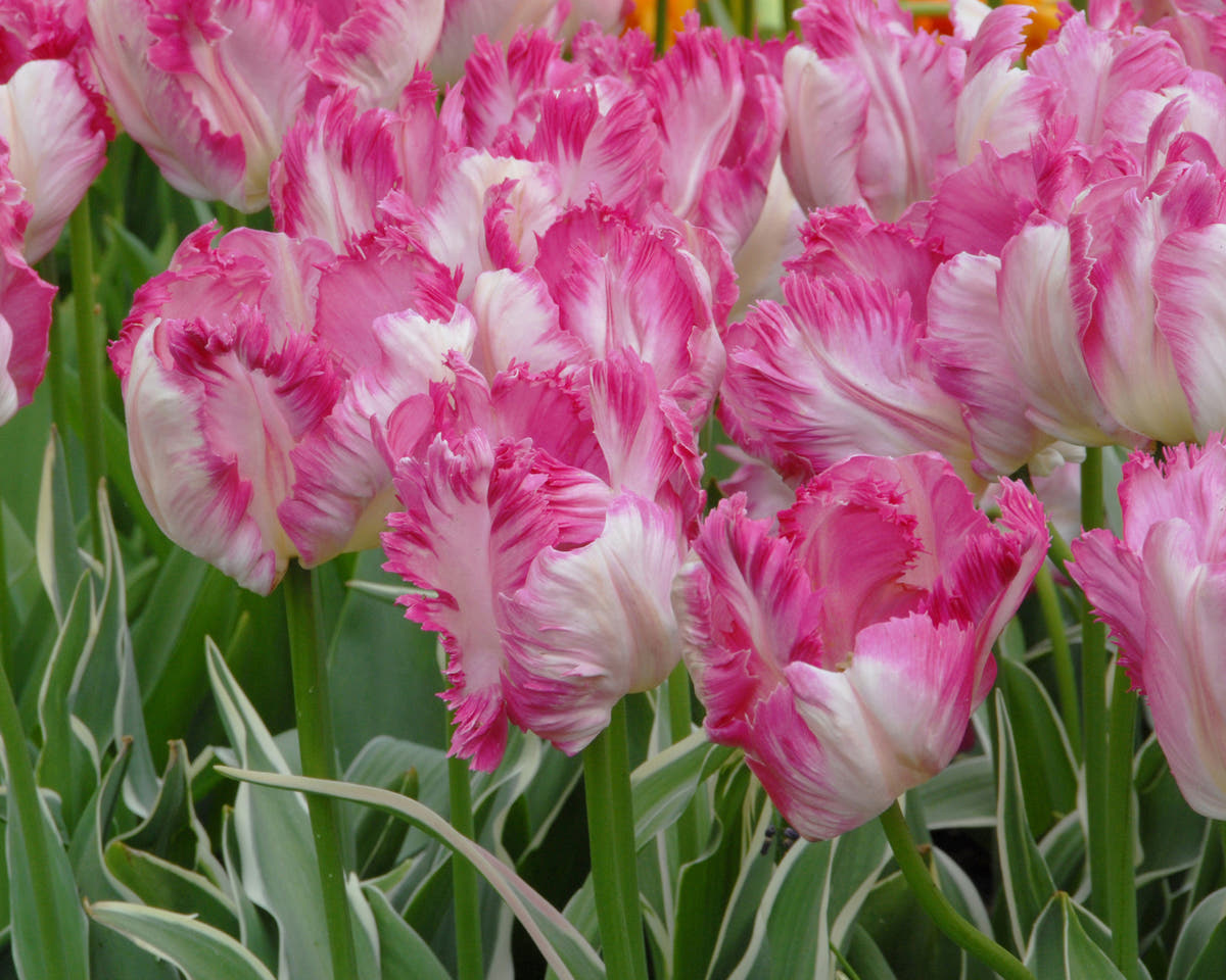 Flower BulbsSilver Parrot Bulbs UK - 2
