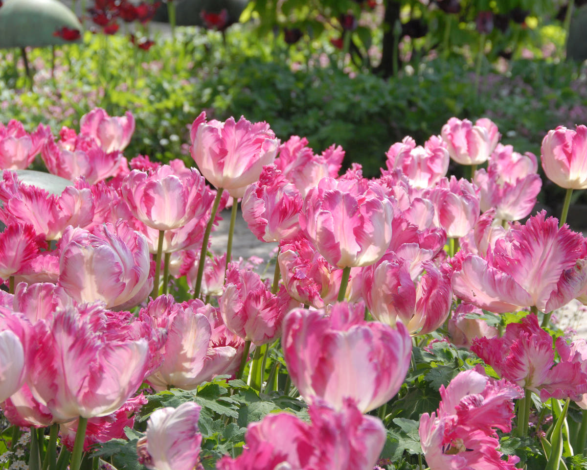Flower BulbsSilver Parrot Bulbs UK - 4