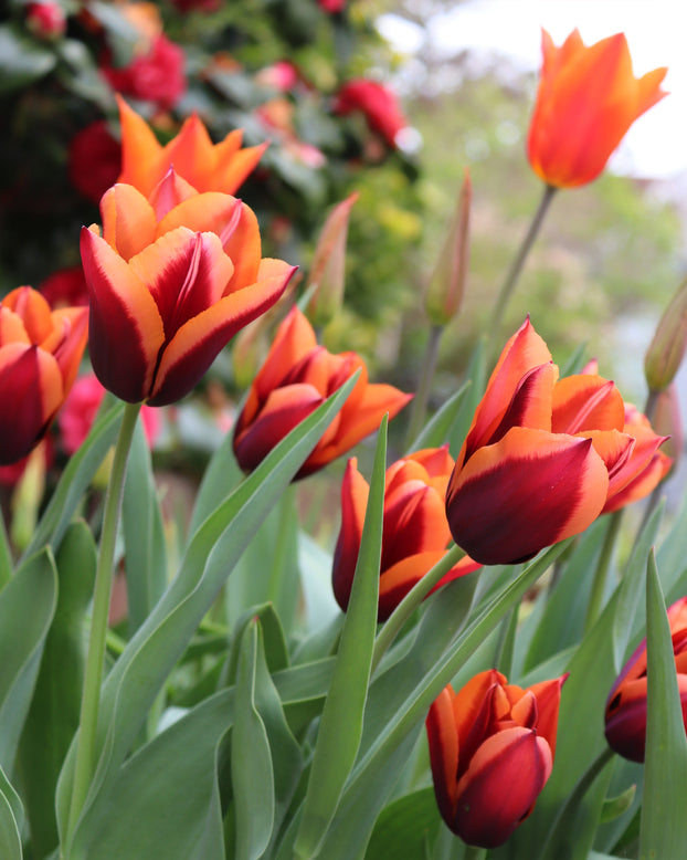 Tulip 'Slawa'