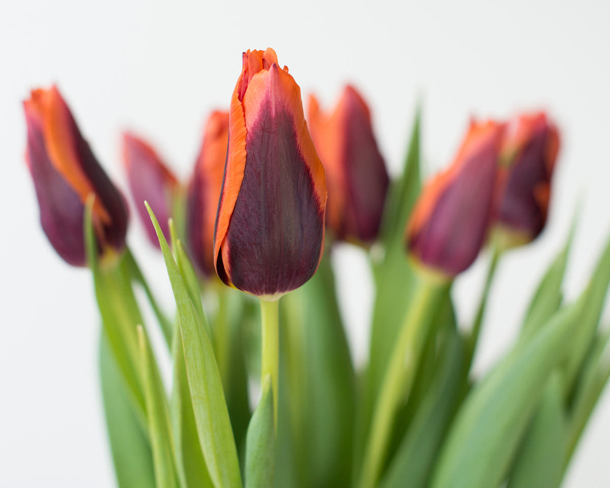 Flower BulbsSlawa Bulbs UK - 3