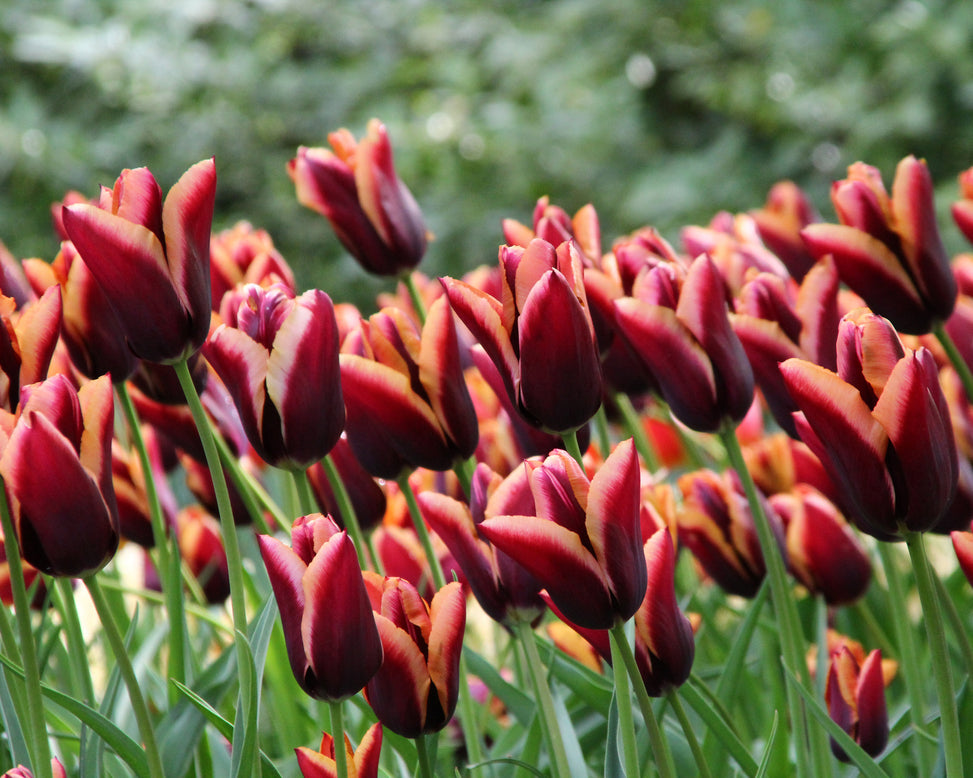 Tulip 'Slawa'
