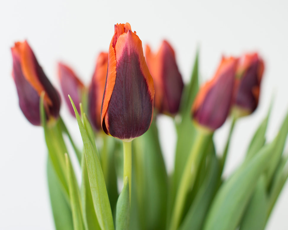 Flower BulbsSlawa Bulbs UK - 3