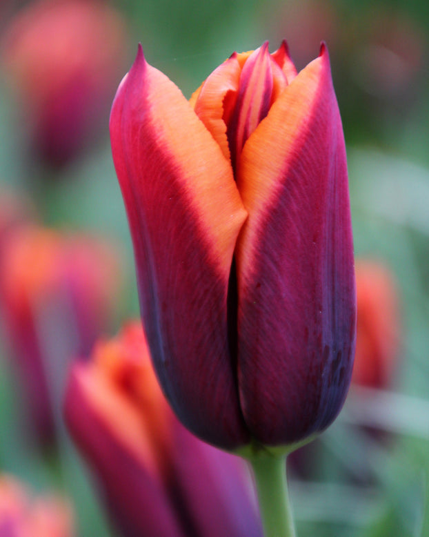 Tulip 'Slawa'