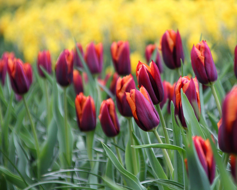 Tulip 'Slawa'