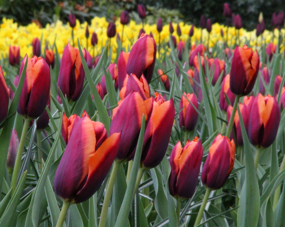 Tulip 'Slawa'
