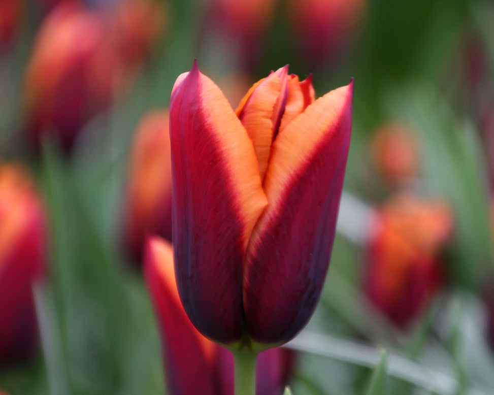 Tulip 'Slawa'