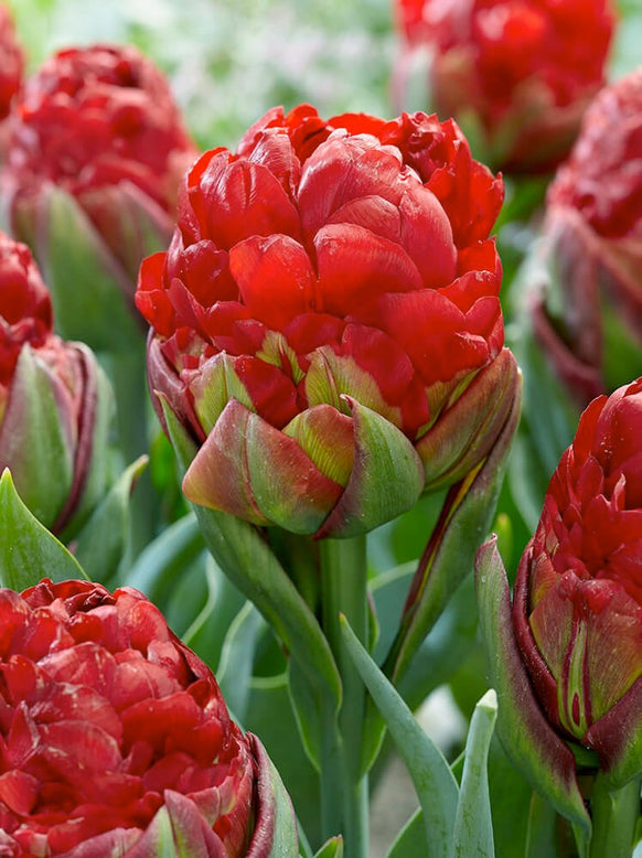 Tulip collection 'Sorbetto'