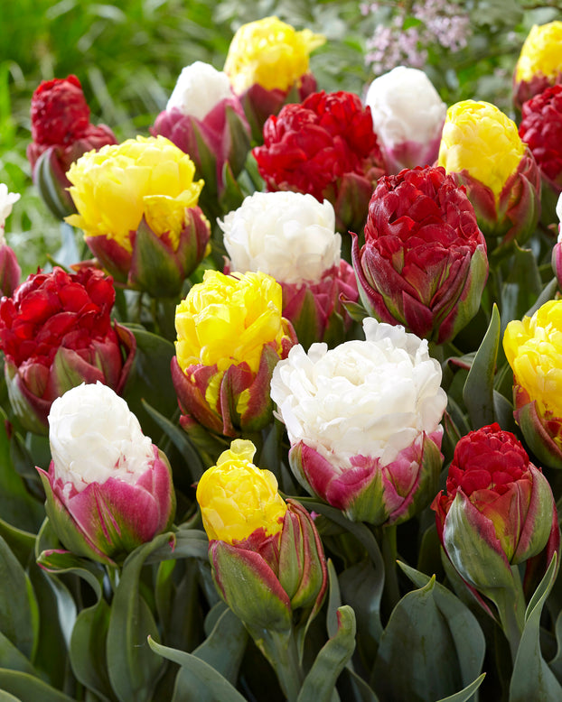 Tulip collection 'Sorbetto'