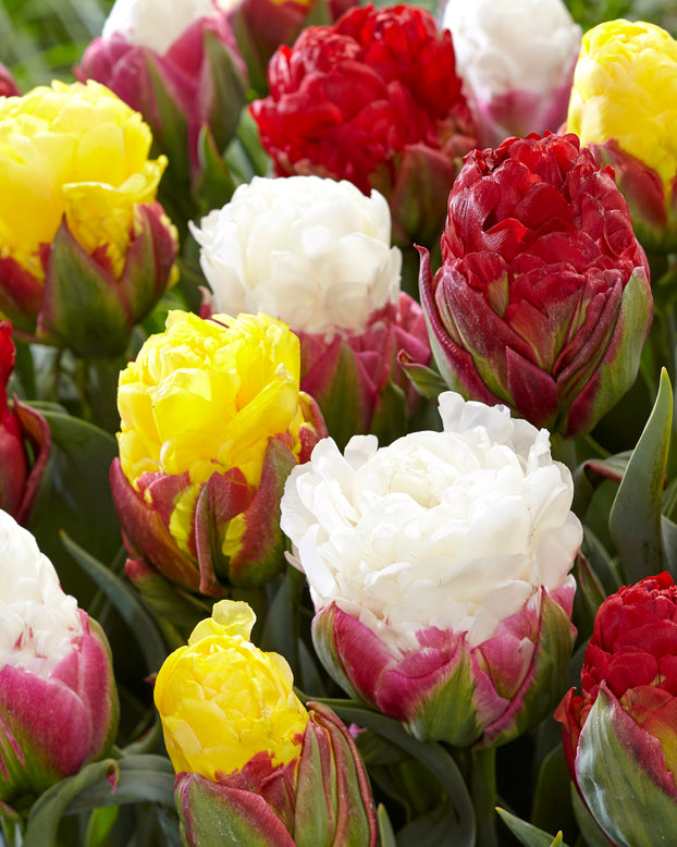 Tulip collection 'Sorbetto'