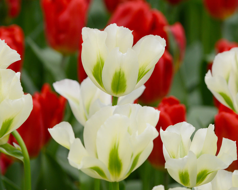 Flower BulbsSpring Green Bulbs UK - 3