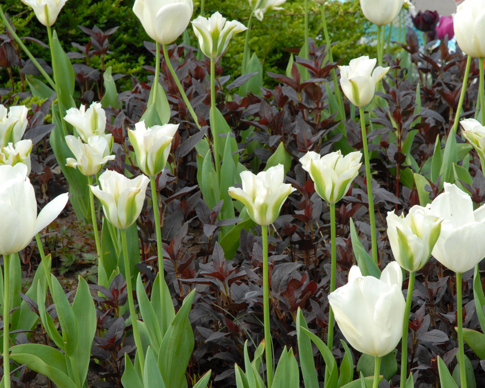 Flower BulbsSpring Green Bulbs UK - 6