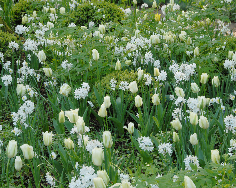 Flower BulbsSpring Green Bulbs UK - 5
