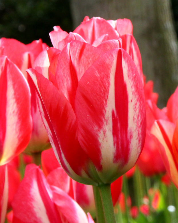 Tulip 'Spryng Break'
