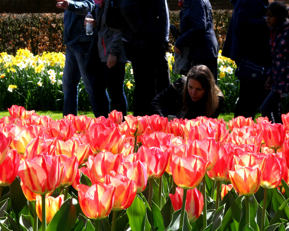 Tulip 'Spryng Break'