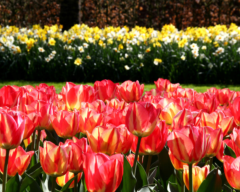 Tulip 'Spryng Break'