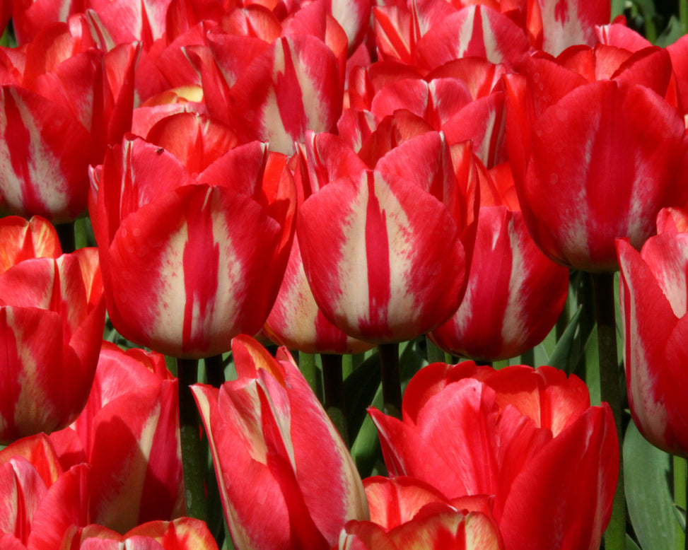 Tulip 'Spryng Break'