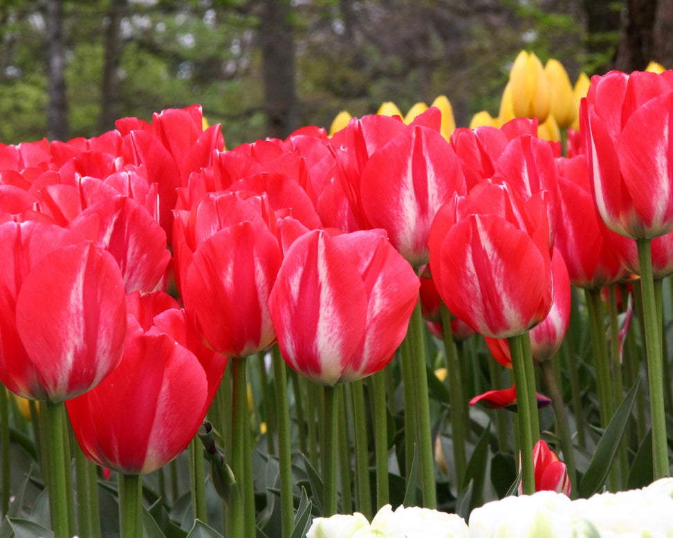 Tulip 'Spryng Break'