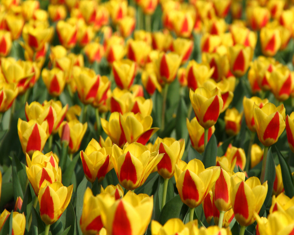 Tulip 'Stresa'
