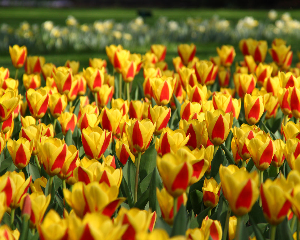 Tulip 'Stresa'