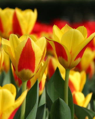 Tulip 'Stresa'