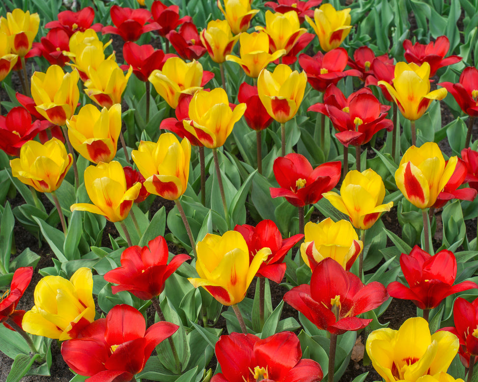 Flower BulbsStresa Bulbs UK - 5