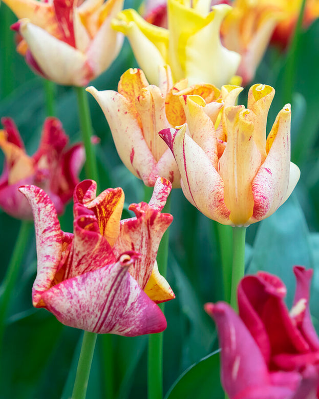 Tulip 'Striped Crown'