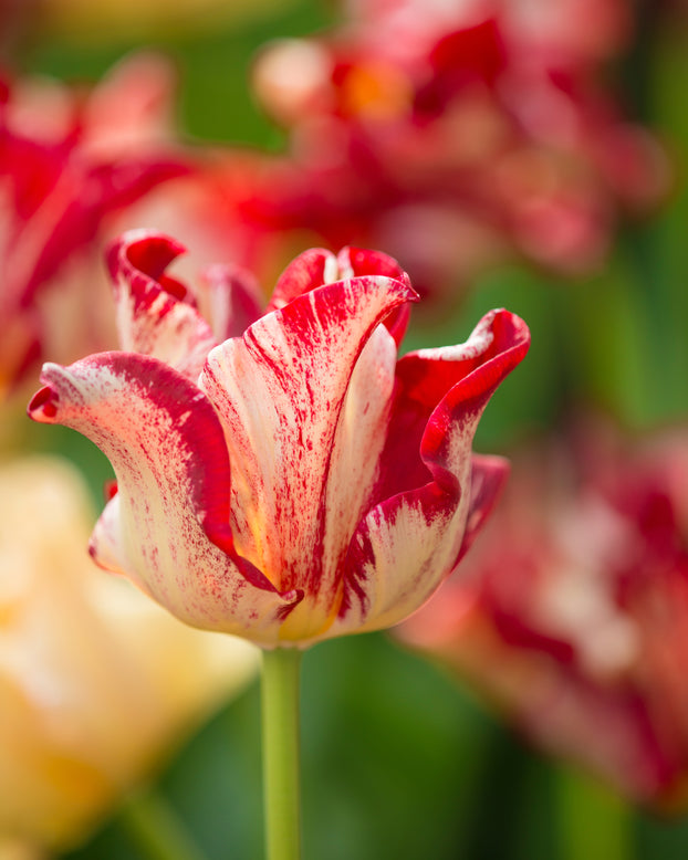 Tulip 'Striped Crown'