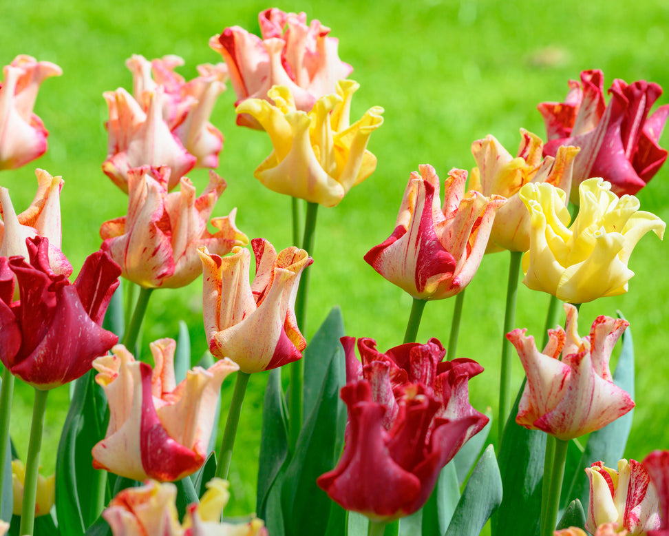 Tulip 'Striped Crown'