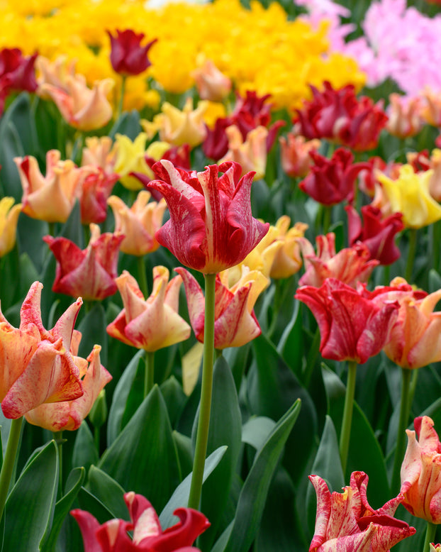 Tulip 'Striped Crown'