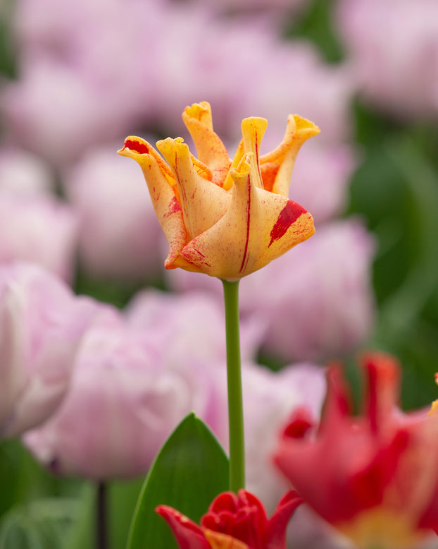 Tulip 'Striped Crown'
