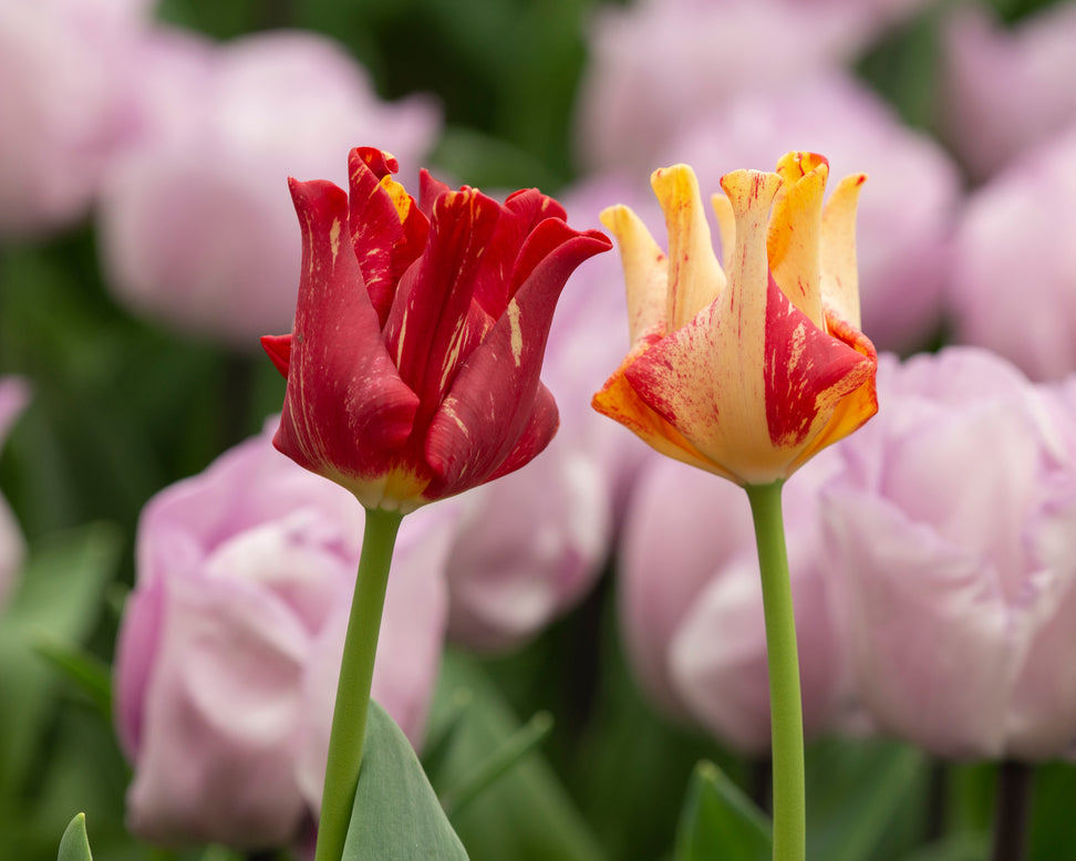 Tulip 'Striped Crown'