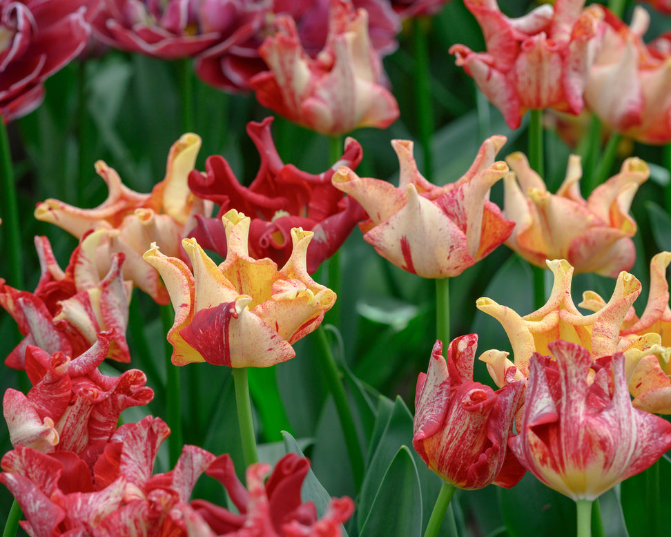 Tulip 'Striped Crown'