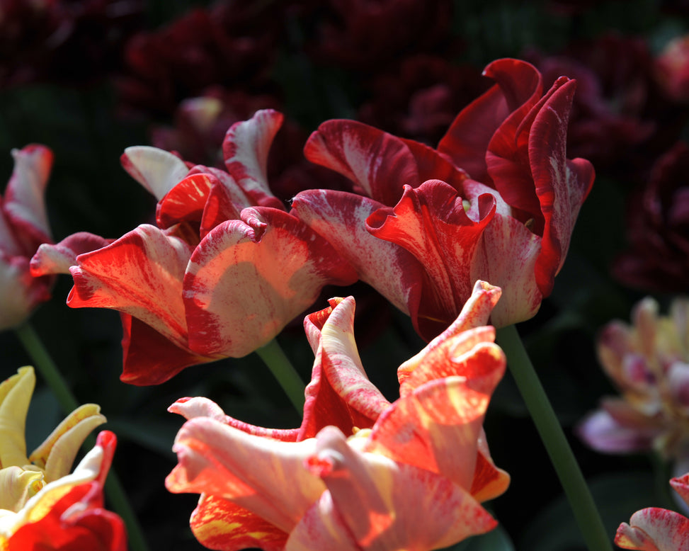Tulip 'Striped Crown'