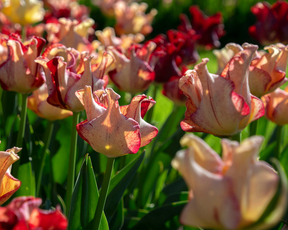 Tulip 'Striped Crown'