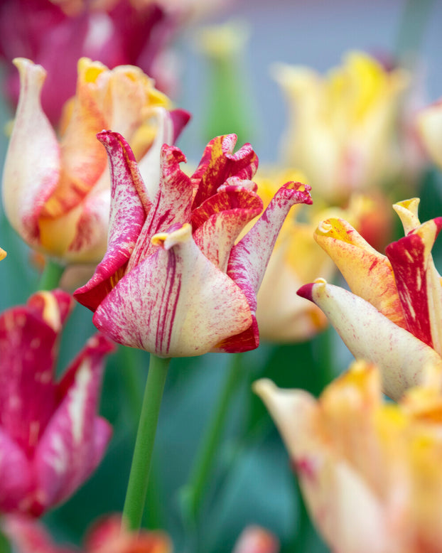 Tulip 'Striped Crown'