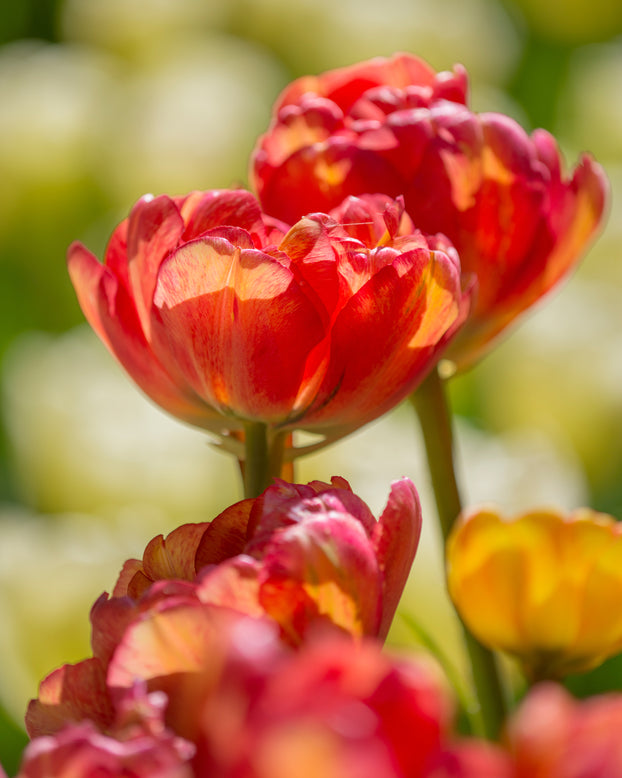 Tulip 'Sundowner'